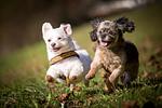 Boutiquehotel Thessoni classic nahe Zürich - Top-Hundeurlaub