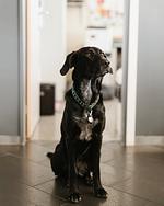Boutiquehotel Thessoni classic nahe Zürich - Top-Hundeurlaub