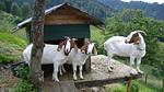 Untagged - Ferienhaus für 3 Personen (45 m²) in Bischofshofen - Top-Hundeurlaub