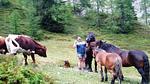 Untagged - Ferienhaus für 3 Personen (45 m²) in Bischofshofen - Top-Hundeurlaub