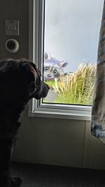 Chalet "Watt-Fee" am Weltnaturerbe Wattenmeer in Nordholland - Top-Hundeurlaub