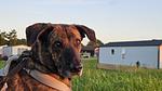 Chalet "Watt-Fee" am Weltnaturerbe Wattenmeer in Nordholland - Top-Hundeurlaub