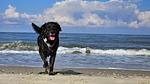 Chalet "Watt-Fee" am Weltnaturerbe Wattenmeer in Nordholland - Top-Hundeurlaub