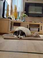 Chalet "Watt-Fee" am Weltnaturerbe Wattenmeer in Nordholland - Top-Hundeurlaub