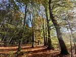 Landhaus Au im Wald - Wohnung 5 - Top-Hundeurlaub