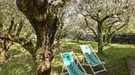 outside - Ferienhaus für 4 Personen (65 m²) in Camaiore - Top-Hundeurlaub
