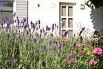 Lavendelduft - einfach schön - Ferienhaus Ahorn - Top-Hundeurlaub