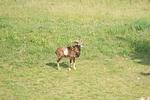in ruhiger Lage mit frei lebenden Mufflon's - Sarah App. 03 DG/L - Top-Hundeurlaub