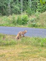 Stuga Gösjön - Top-Hundeurlaub