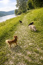 Ferienwohnung direkt am Rhein – Wasserblick & hundefreundlich, nahe Loreley - Top-Hundeurlaub