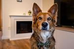 Lechsee Lodge - Haus Waldglück am Lechsee – Hundefreundlicher Urlaub im Allgäu - Top-Hundeurlaub