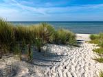 Strand - Hummer - Top-Hundeurlaub