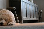 Wohnzimmer - Romantikhütte Rothaarsteig - Top-Hundeurlaub