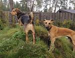 Ferienhaus Spunk - Das hundefreundliche Nurdachhaus mit blickdichtem 1,80 m hohem Zaun - Top-Hundeurlaub
