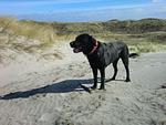 Dekoratives Detail - (STA200) Ferienwohnung "Dünengras" - Top-Hundeurlaub
