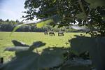 Landschaft - FeWo 6 - Top-Hundeurlaub