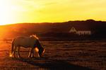 Huus Freerk - Top-Hundeurlaub