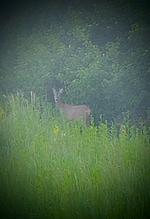 Landhaus NEPO - Top-Hundeurlaub