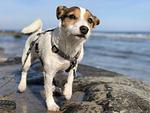 Hunde sind bei uns willkommen - Klüterkammer - Top-Hundeurlaub