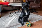 Hund - Wohnung 2.1 - Möwennest - Top-Hundeurlaub
