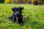 Hund - Wohnung 2.1 - Möwennest - Top-Hundeurlaub