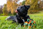 Hund - Wohnung 2.1 - Möwennest - Top-Hundeurlaub