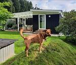 Lille-Spunk - Das ebenerdige Holzhaus mit blickdichtem 1,80 m hohen Zaun - Top-Hundeurlaub