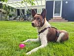 Lille-Spunk - Das ebenerdige Holzhaus mit blickdichtem 1,80 m hohen Zaun - Top-Hundeurlaub