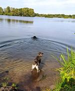 Lille-Spunk - Das ebenerdige Holzhaus mit blickdichtem 1,80 m hohen Zaun - Top-Hundeurlaub