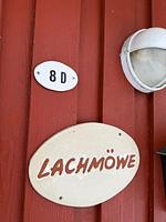 Hauptansicht - Lachmöwe - Top-Hundeurlaub