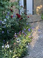 Garten - Ein Haus für alle Felle - Top-Hundeurlaub