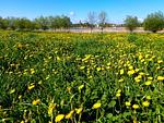 Landschaft - Whg.24, Friese, EG re - Top-Hundeurlaub