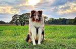 Landschaft - Strandloft - Top-Hundeurlaub