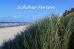 Strand - Seeschwalbe - Top-Hundeurlaub