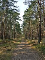 Landschaft - Dünenrose - Top-Hundeurlaub