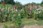 Gartenblick - Sternengucker - Top-Hundeurlaub