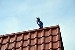 Dekoratives Detail - Sternengucker - Top-Hundeurlaub