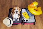 Ferienhaus Waldhaus 6 mit Kamin, Sauna und Terrasse - Top-Hundeurlaub