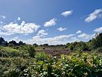 Landschaft - Westerheide - Top-Hundeurlaub