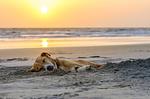 Ferienwohnung Vasco da Gama Suite Ostseebad Wustrow ZweiWasser Alte Seefahrtschule Hundestrand - Vasco da Gama Suite - Top-Hundeurlaub