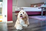Hotel Hofgut Sternen - Top-Hundeurlaub