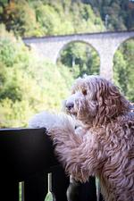 Hotel Hofgut Sternen - Top-Hundeurlaub