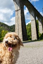 Hotel Hofgut Sternen - Top-Hundeurlaub
