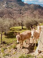 Casa Merlo in Ligurien - Top-Hundeurlaub