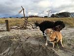 Piratennest Born - Top-Hundeurlaub