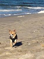 Piratennest Born - Top-Hundeurlaub
