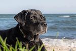 Urlaub mit Hund - Muschelschubser - Top-Hundeurlaub
