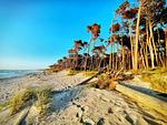 Sandstrand mit Bäumen im Hintergrund - Sonnenblumenhaus 01 - Top-Hundeurlaub