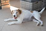 Lovran Holidays Villa Lily nähe Opatija - Top-Hundeurlaub