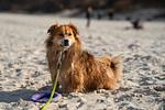 Hotel & Restaurant Pommerscher Hof - Top-Hundeurlaub
